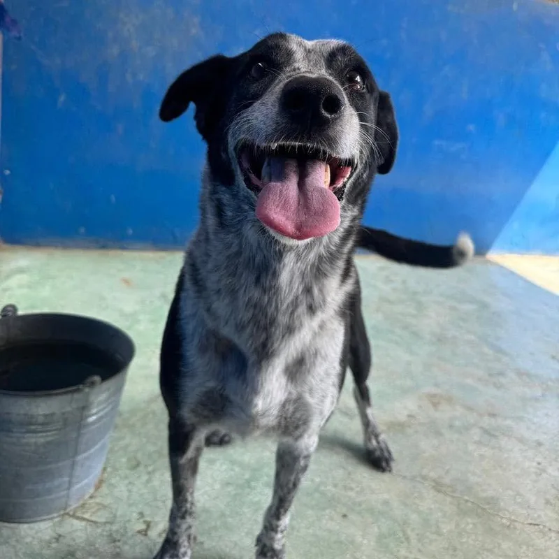 An adult medium-sized female Black Mixed Breed dog named Sheba for adoption in Bend, OR