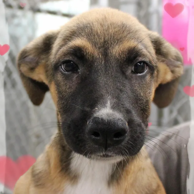 A baby medium-sized male Yellow / Tan / Blond / Fawn Mixed Breed dog named Danny for adoption in Amelia, OH