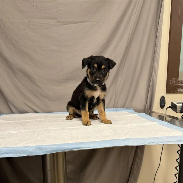 A baby small-sized female German Shepherd Dog dog named Cherry for adoption in Agoura, CA