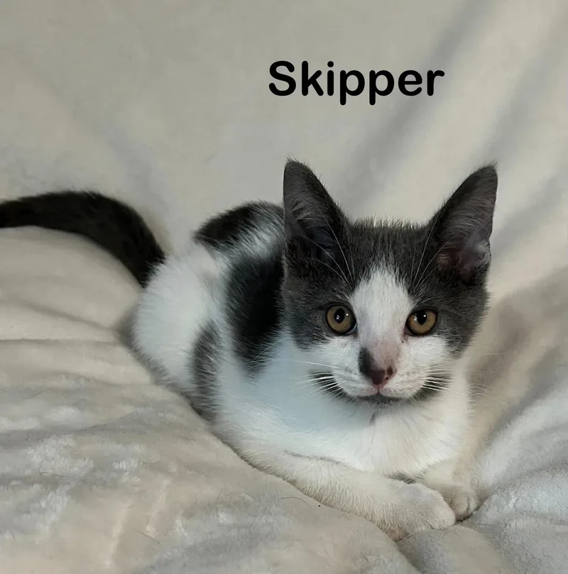 A baby medium-sized male Gray & White Domestic Short Hair cat named Skipper for adoption in Wyandotte, MI