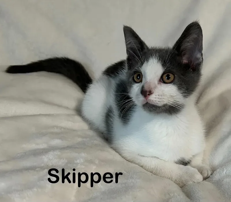 Skipper thumbnail 3