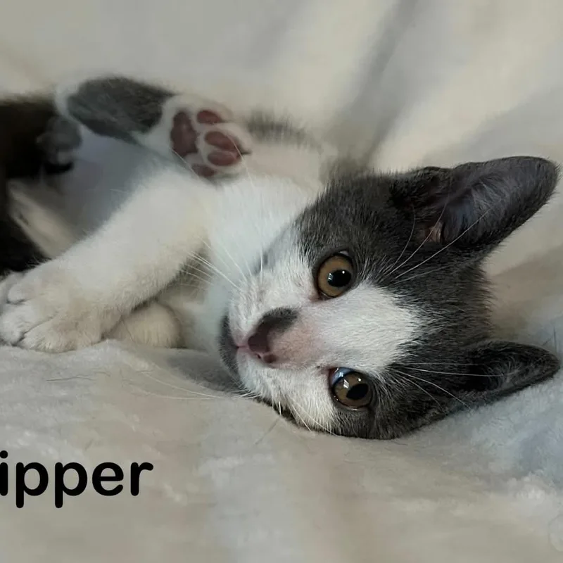 Skipper thumbnail 4
