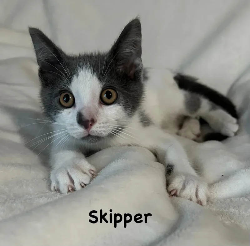 Skipper thumbnail 6