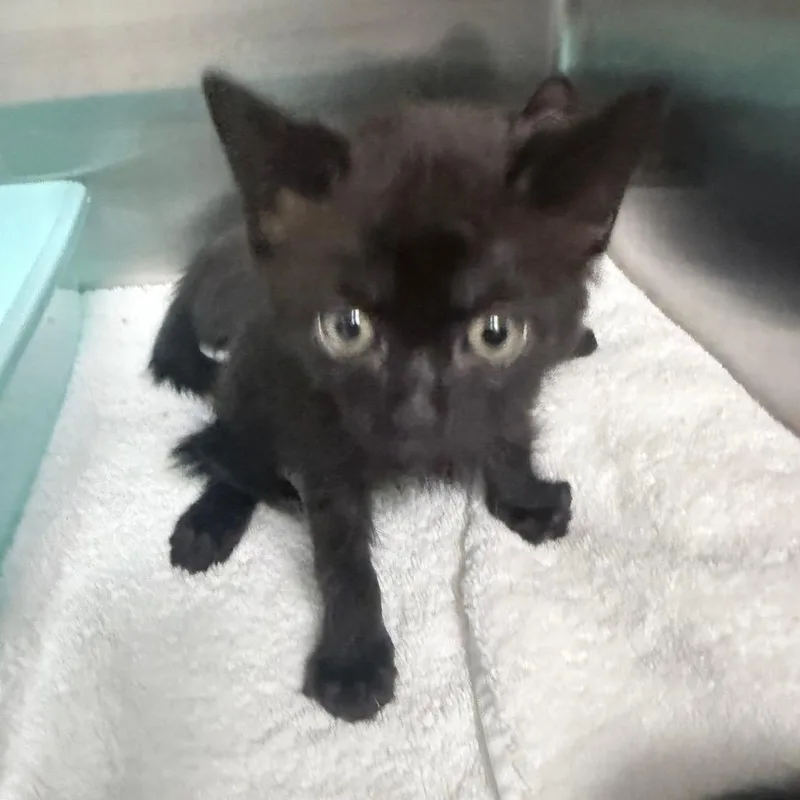 A baby small-sized male Black Domestic Short Hair cat named Silly for adoption in Jupiter, FL