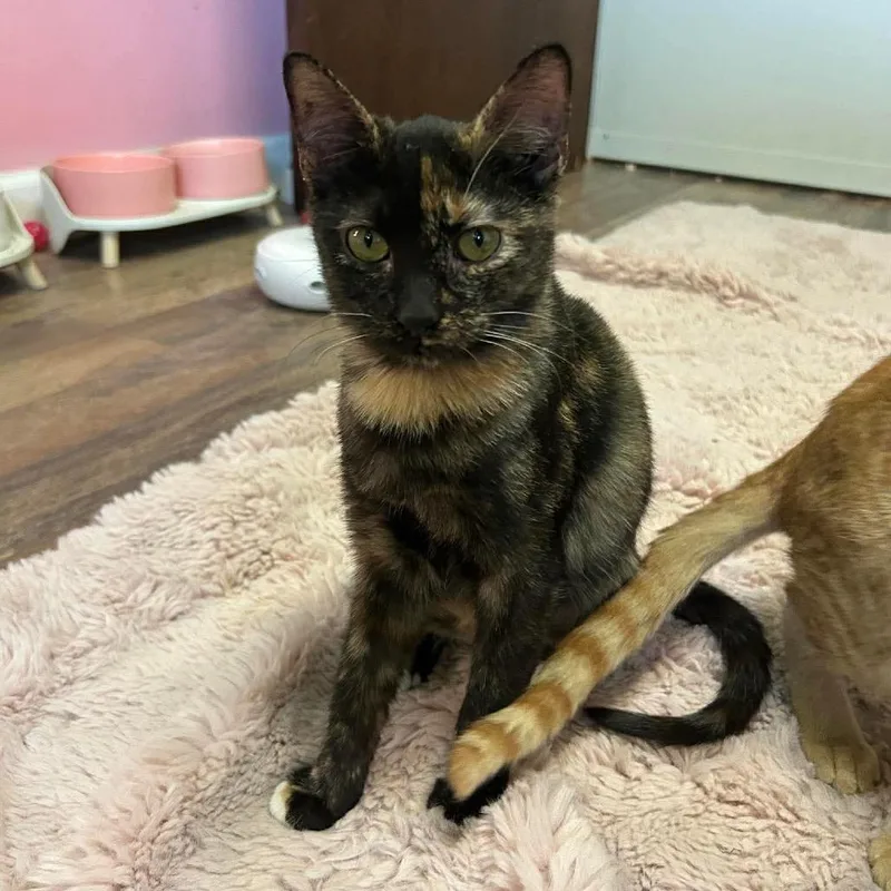 A baby small-sized female Tortoiseshell Domestic Short Hair cat named Marbles for adoption in Philadelphia, PA