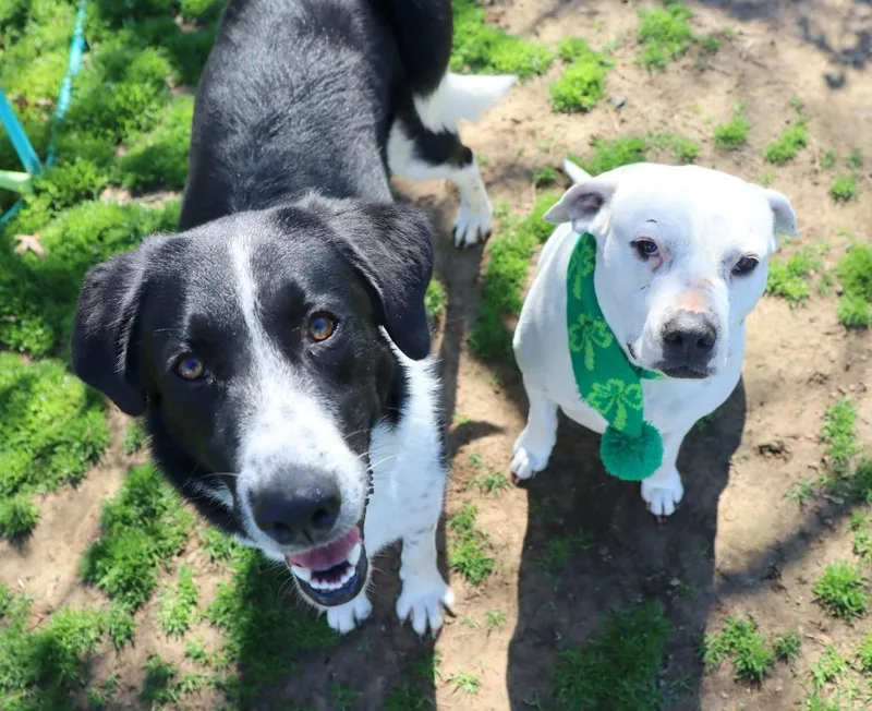 A young large-sized female Mixed Breed dog named June for adoption in Jonesboro, AR