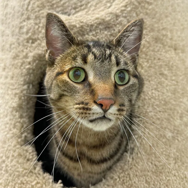 An adult extra large-sized male Tabby (Brown / Chocolate) Domestic Short Hair cat named Milo for adoption in East Falmouth, MA