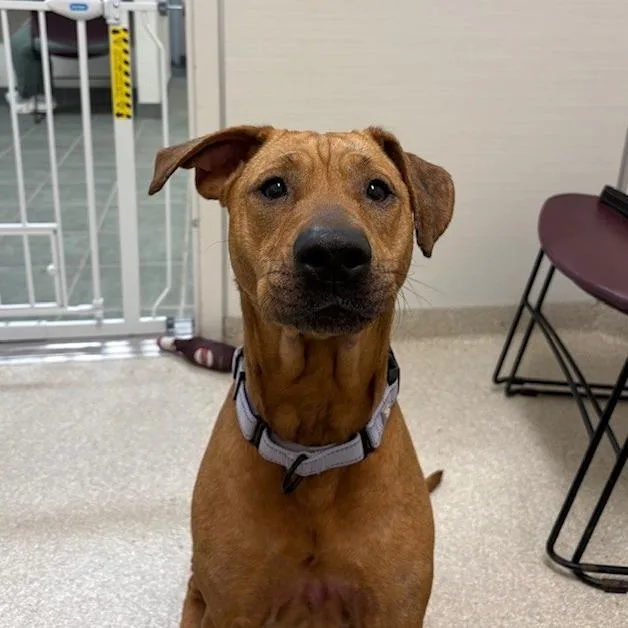 An adult medium-sized female Brown / Chocolate Shar-Pei dog named Myla for adoption in Novelty, OH