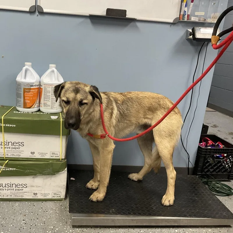 An adult large-sized male Brown / Chocolate Anatolian Shepherd dog named Stanley for adoption in St Joseph, MO