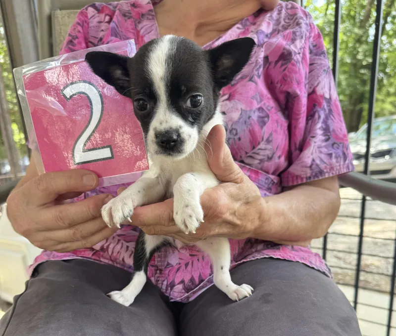 A baby small-sized female Black Chihuahua dog named Brinkley for adoption in Hamilton , NJ
