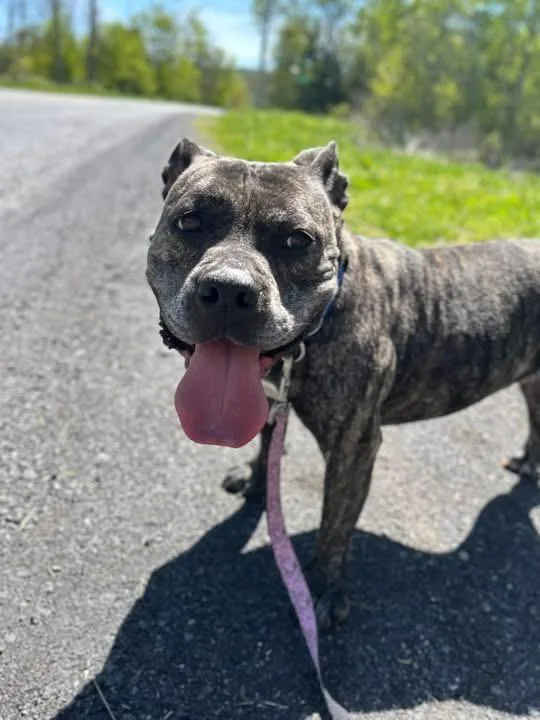 An adult medium-sized female American Bully dog named Penny for adoption in Howes Cave, NY