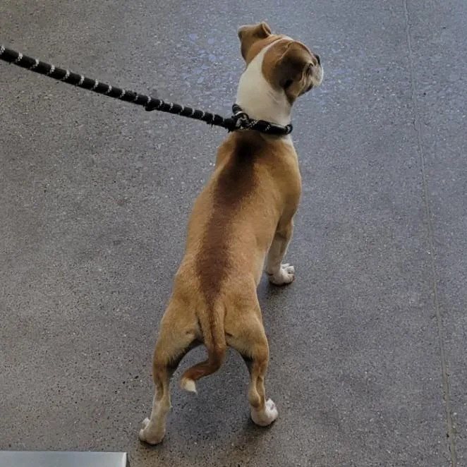 Buster thumbnail 3