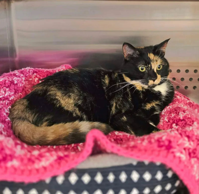 An adult medium-sized female Calico cat named Coco for adoption in Oak Ridge, TN