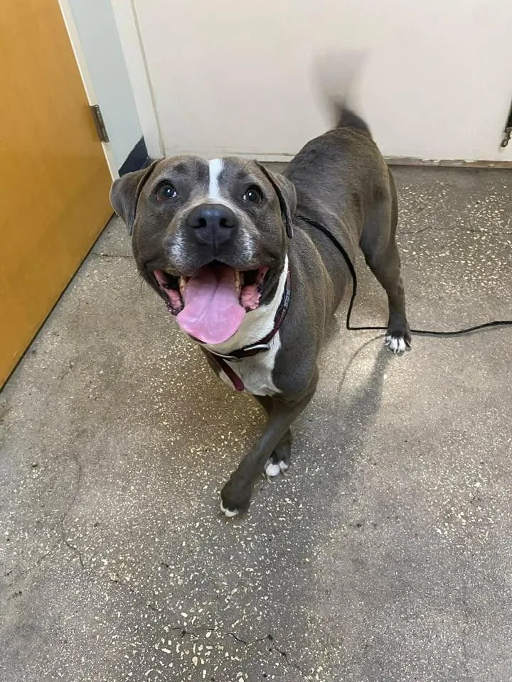 An adult large-sized male Mixed Breed dog named Low Key for adoption in Ocala, FL