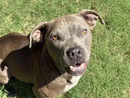 A young large-sized female Pit Bull Terrier dog named Hazel for adoption in Tulsa, OK