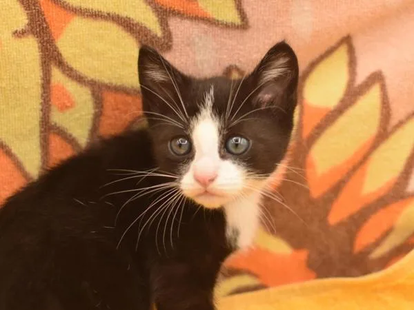 A baby small-sized female Domestic Short Hair cat named Mini for adoption in Portland, OR