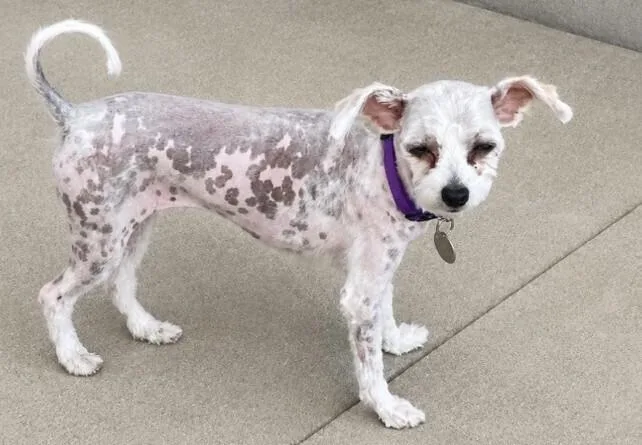 An adult small-sized female White / Cream Chinese Crested Dog dog named Sissie for adoption in renton, WA