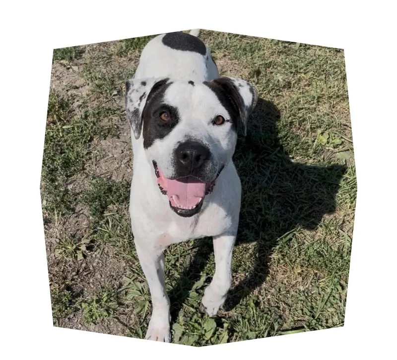 An adult medium-sized male Pit Bull Terrier dog named Blue for adoption in Chillicothe, MO