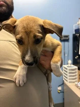 A baby medium-sized male Pit Bull Terrier dog named Calcite $ for adoption in Seneca, SC