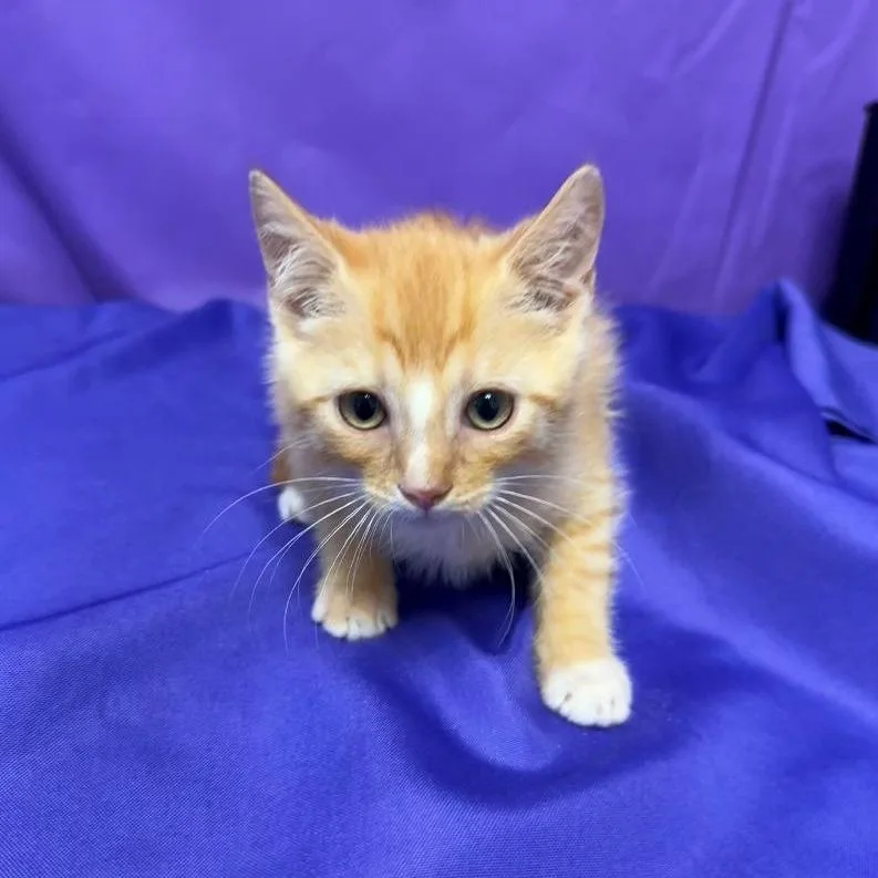 A baby small-sized male Orange / Red Domestic Short Hair cat named Zinger for adoption in North Myrtle Beach, SC