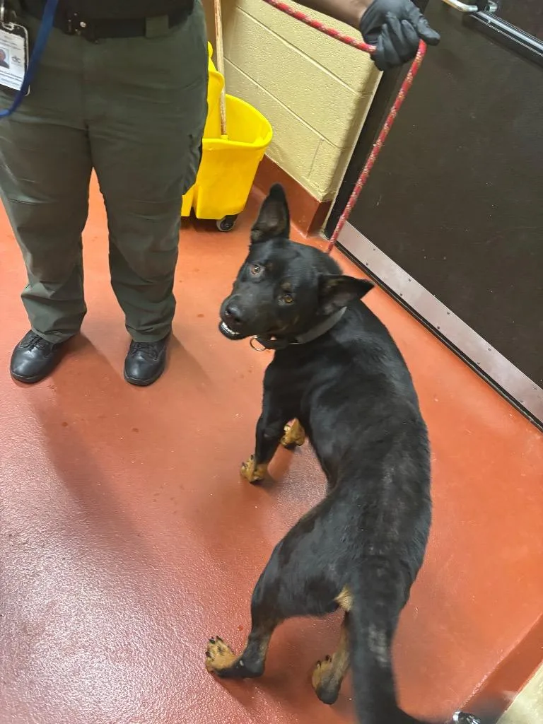 A young medium-sized male Mixed Breed dog named Coop for adoption in Douglasville, GA