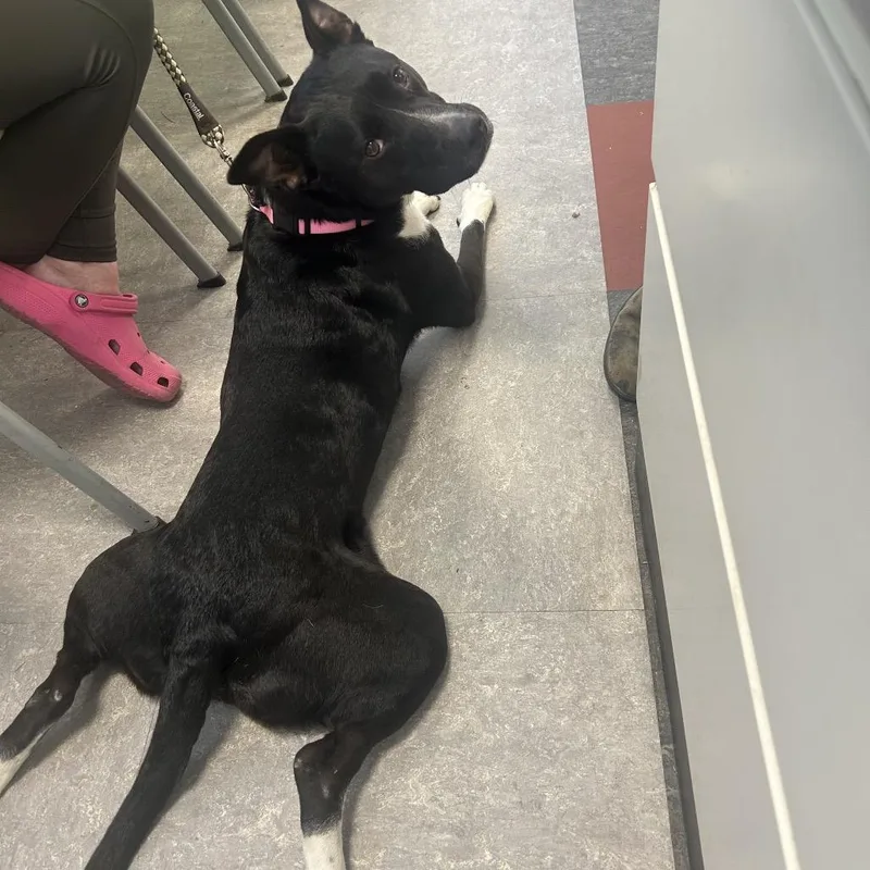 An adult medium-sized female Black Mixed Breed dog named Zuzu for adoption in Philadelphia, PA