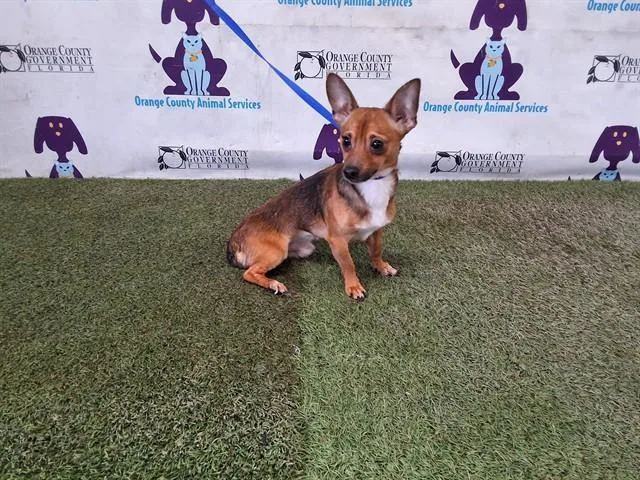 A young small-sized male Chihuahua dog named Boo Bear for adoption in Orlando, FL