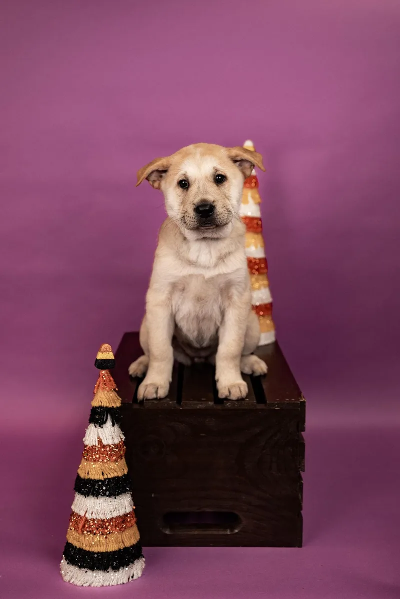 A baby large-sized female Chow Chow dog named 838-26 for adoption in Brighton, CO