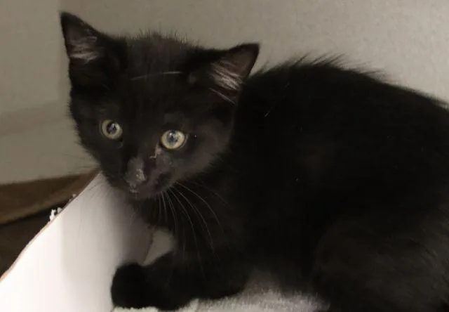 A baby small-sized female Domestic Medium Hair cat named Felicia for adoption in Tucson, AZ