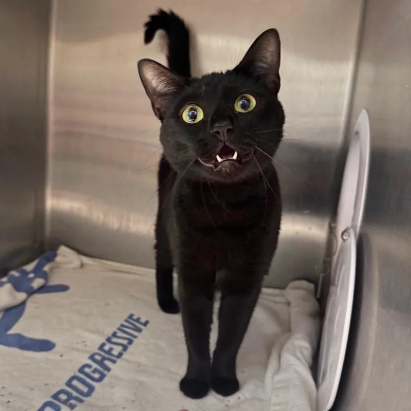 An adult medium-sized female Domestic Short Hair cat named Bellatrix for adoption in Englewood, FL