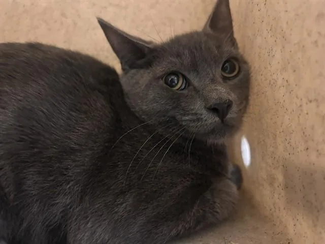 A baby small-sized male Domestic Short Hair cat named Grayson for adoption in Riverside, CA