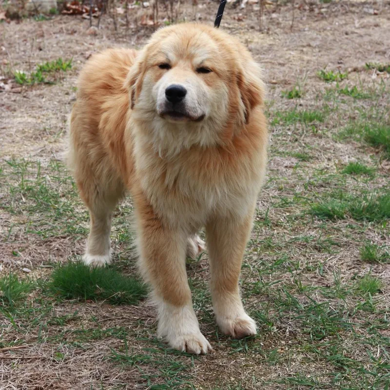 A young large-sized male Golden Great Pyrenees dog named Ct Bamboozled for adoption in Eastford, CT