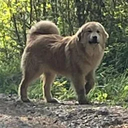 Ct Bamboozled thumbnail 2