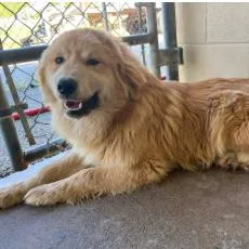 Ct Bamboozled thumbnail 3