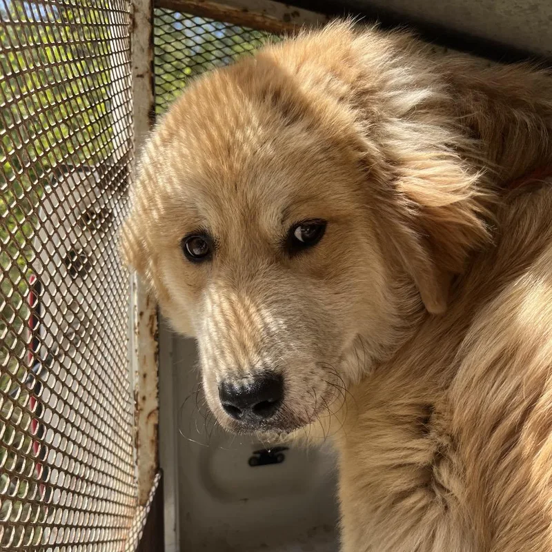 Ct Bamboozled thumbnail 5