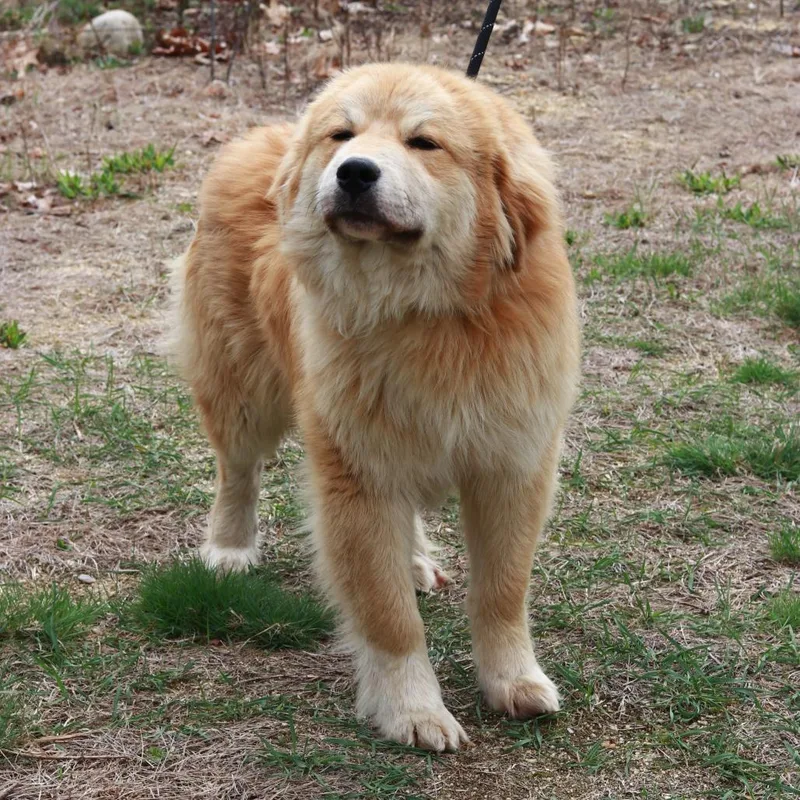 Ct Bamboozled thumbnail 6