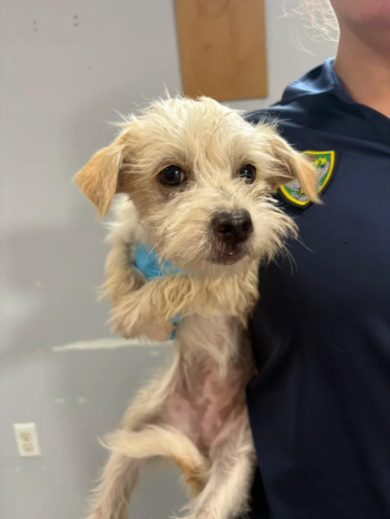 An adult small-sized female Chihuahua dog named Hamburger for adoption in Olivehurst, CA