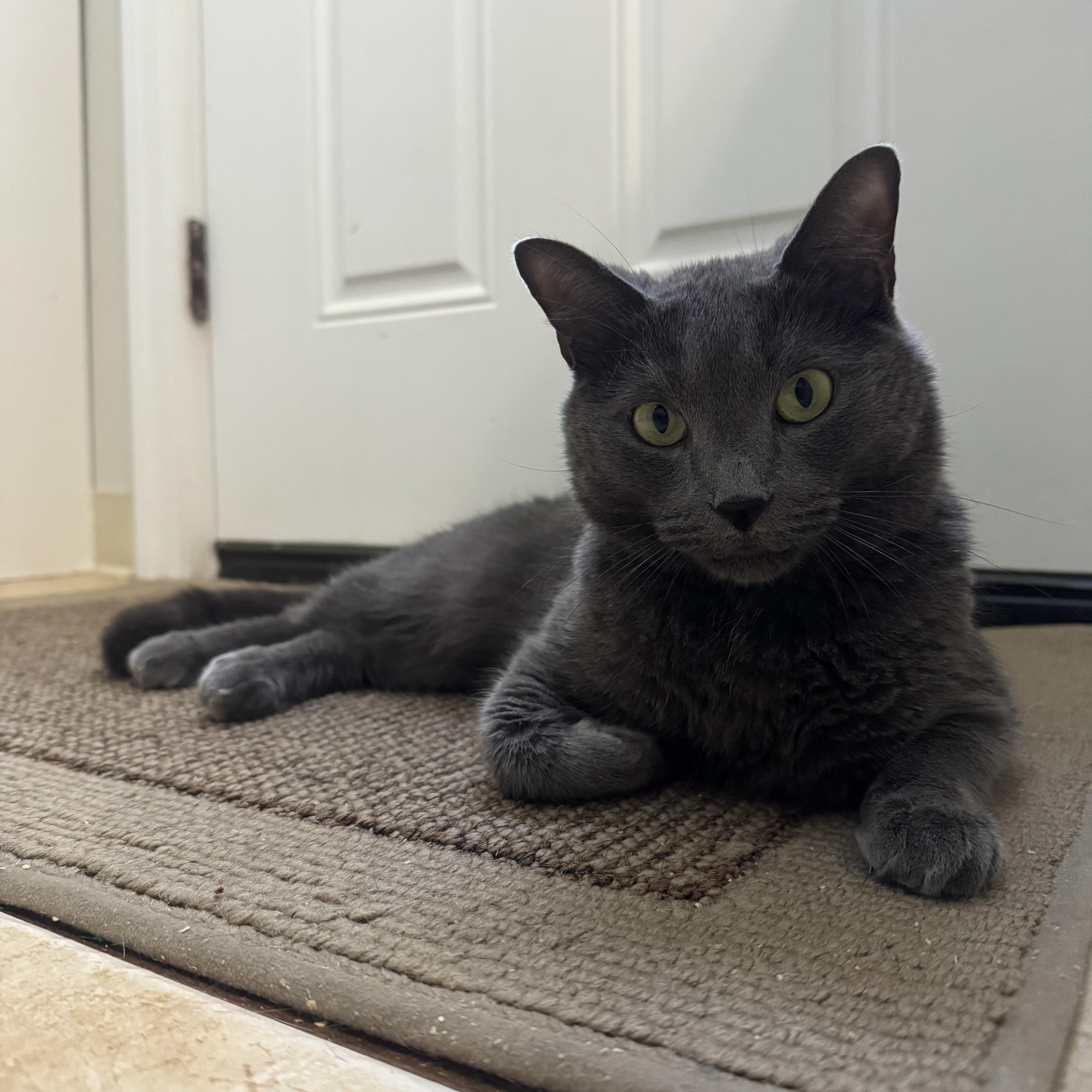 A young medium-sized male Gray / Blue / Silver Domestic Short Hair cat named Earl Grey for adoption in Hamilton, NJ