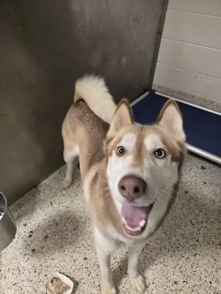 An adult medium-sized male Siberian Husky dog named Tyrogue for adoption in Atlanta, GA