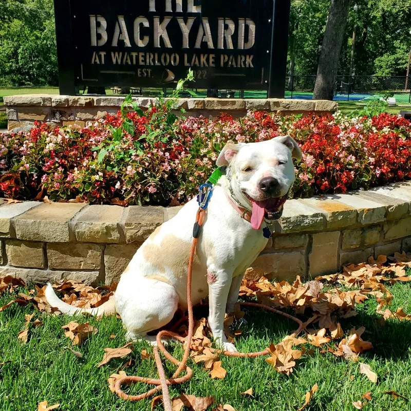 An adult medium-sized female White / Cream Pit Bull Terrier dog named Lily for adoption in Denison, TX