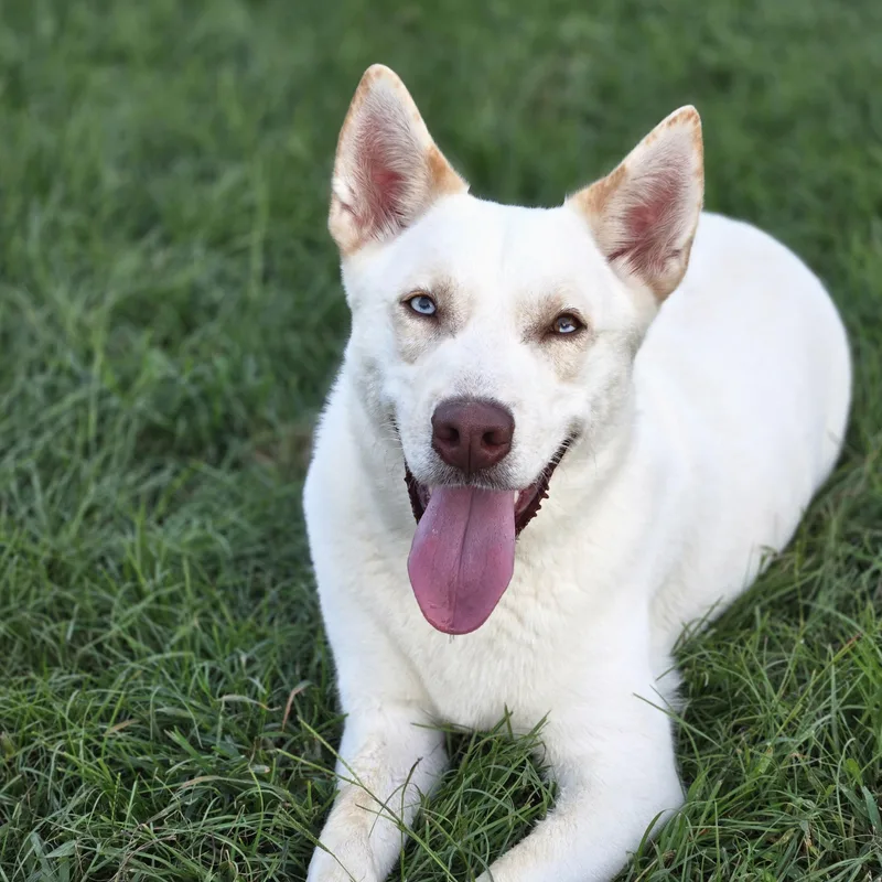 An adult large-sized male White / Cream Siberian Husky dog named Tofu for adoption in Sheridan, AR