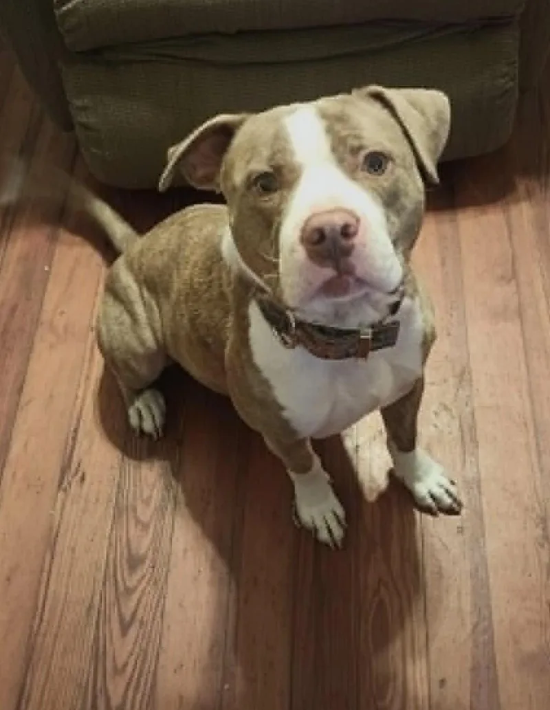 An adult medium-sized male American Staffordshire Terrier dog named Tuffy for adoption in Windsor, MO