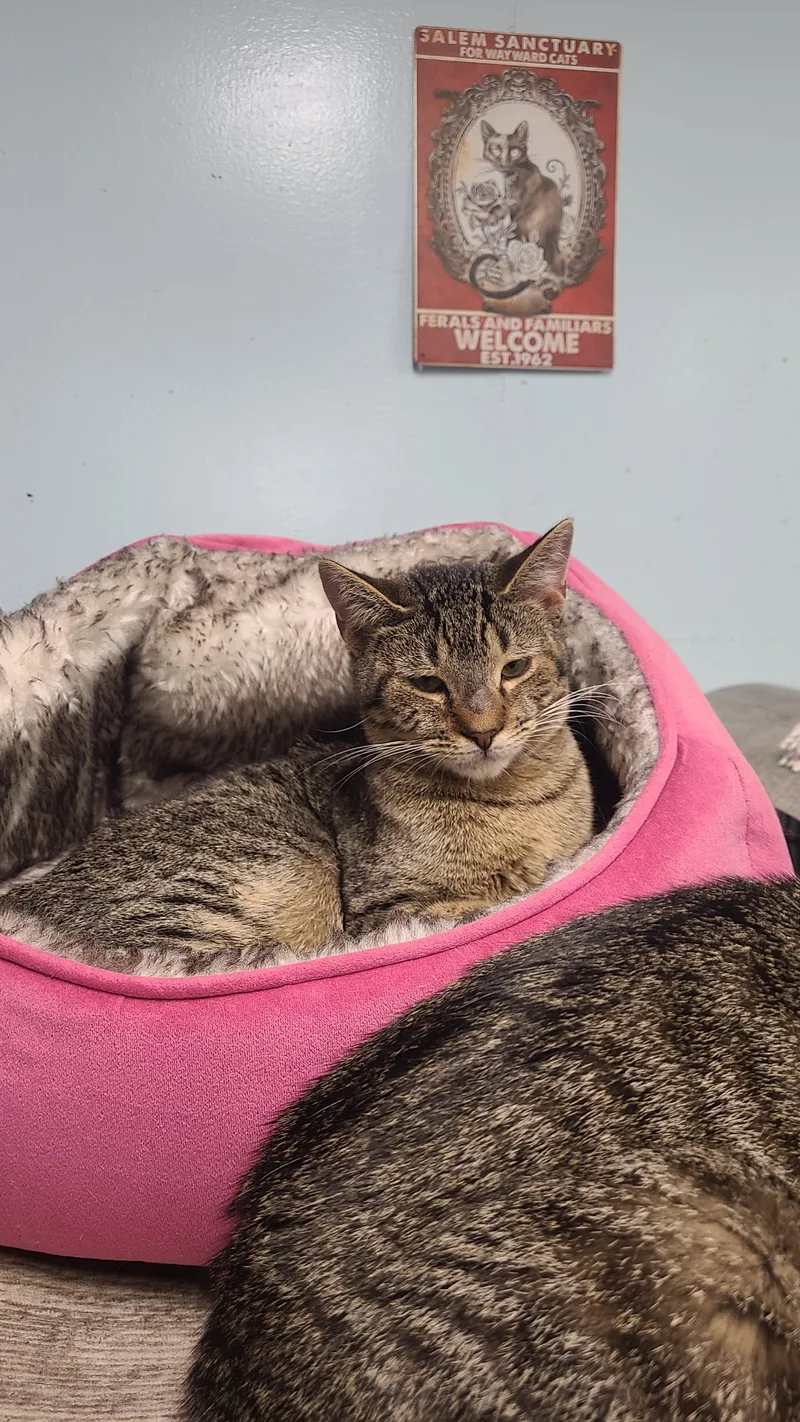 A young small-sized male Tabby (Brown / Chocolate) Domestic Short Hair cat named Gregory for adoption in Norfolk, VA