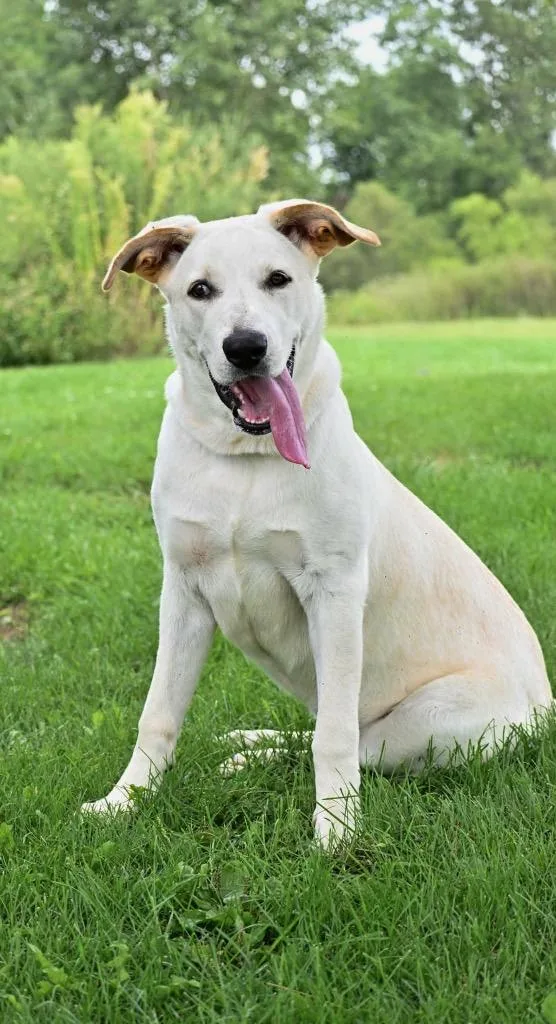 A young large-sized female Labrador Retriever dog named Sandy for adoption in Lagrange, IN