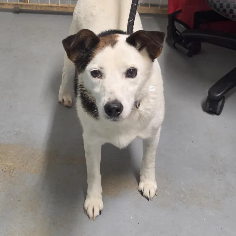 An adult small-sized female White / Cream Mixed Breed dog named Bessie for adoption in Troy, IL