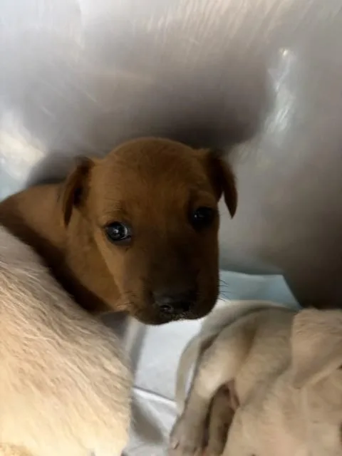 A baby small-sized female Pit Bull Terrier dog named Alya for adoption in San Bernardino, CA