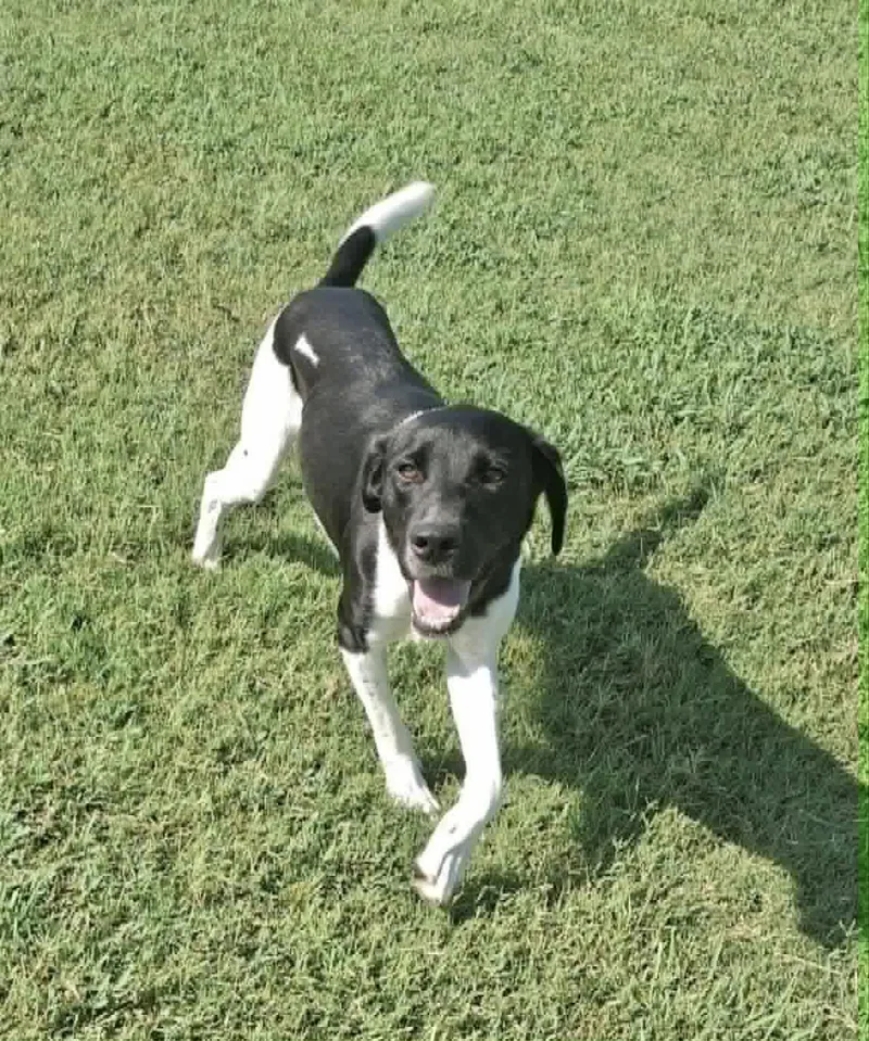 An adult medium-sized male Hound dog named Barrett for adoption in Manchester, CT