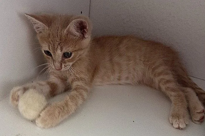 A baby medium-sized male Buff / Tan / Fawn Domestic Short Hair cat named Archie for adoption in Oviedo, FL