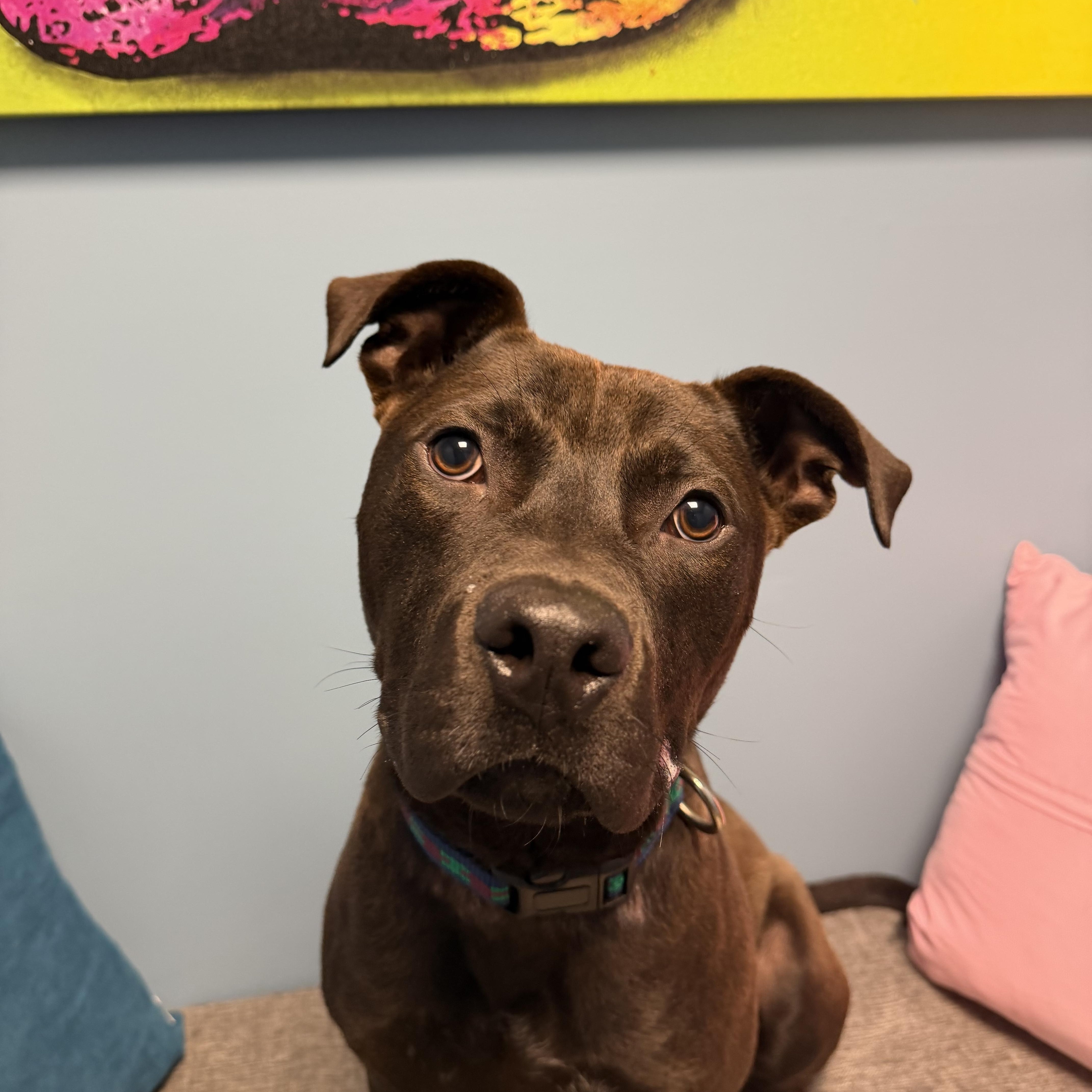 An adult medium-sized male Black American Staffordshire Terrier dog named Ducky for adoption in Cumberland, RI