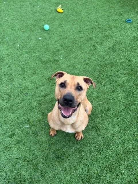 An adult medium-sized female Brown / Chocolate Shar-Pei dog named Dory for adoption in Sachse, TX